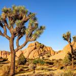Joshua Tree National Park