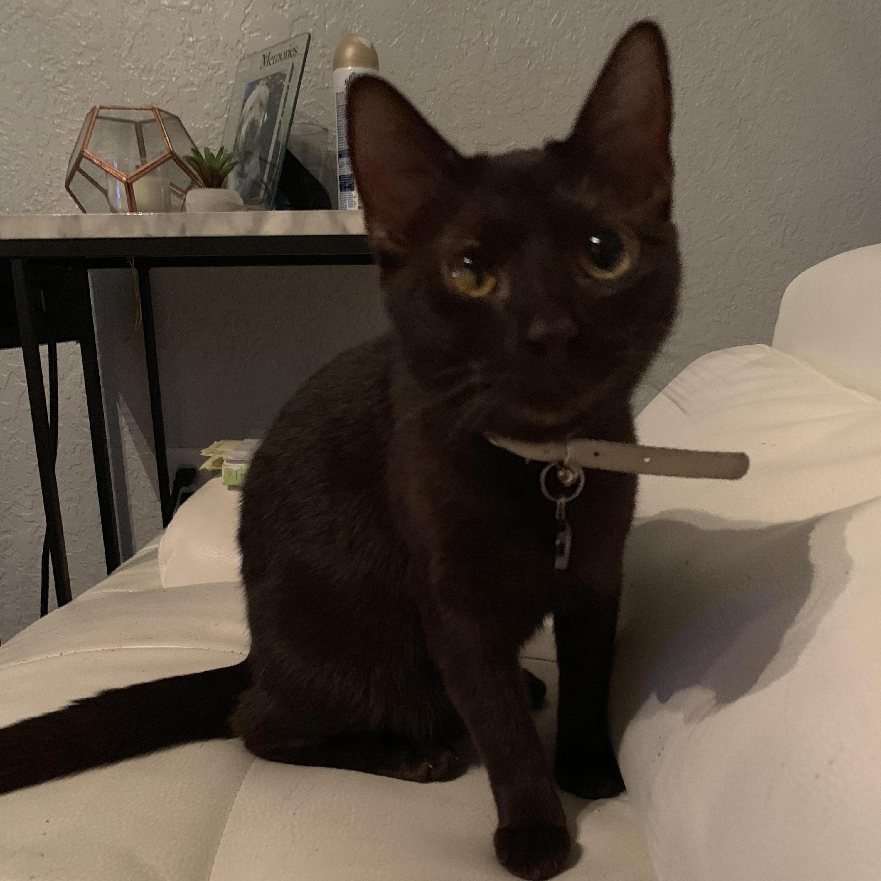 Our second oldest cat, Tamari is a rare Havana Brown. She is named after a character in Naruto, an animated series that we watch together.