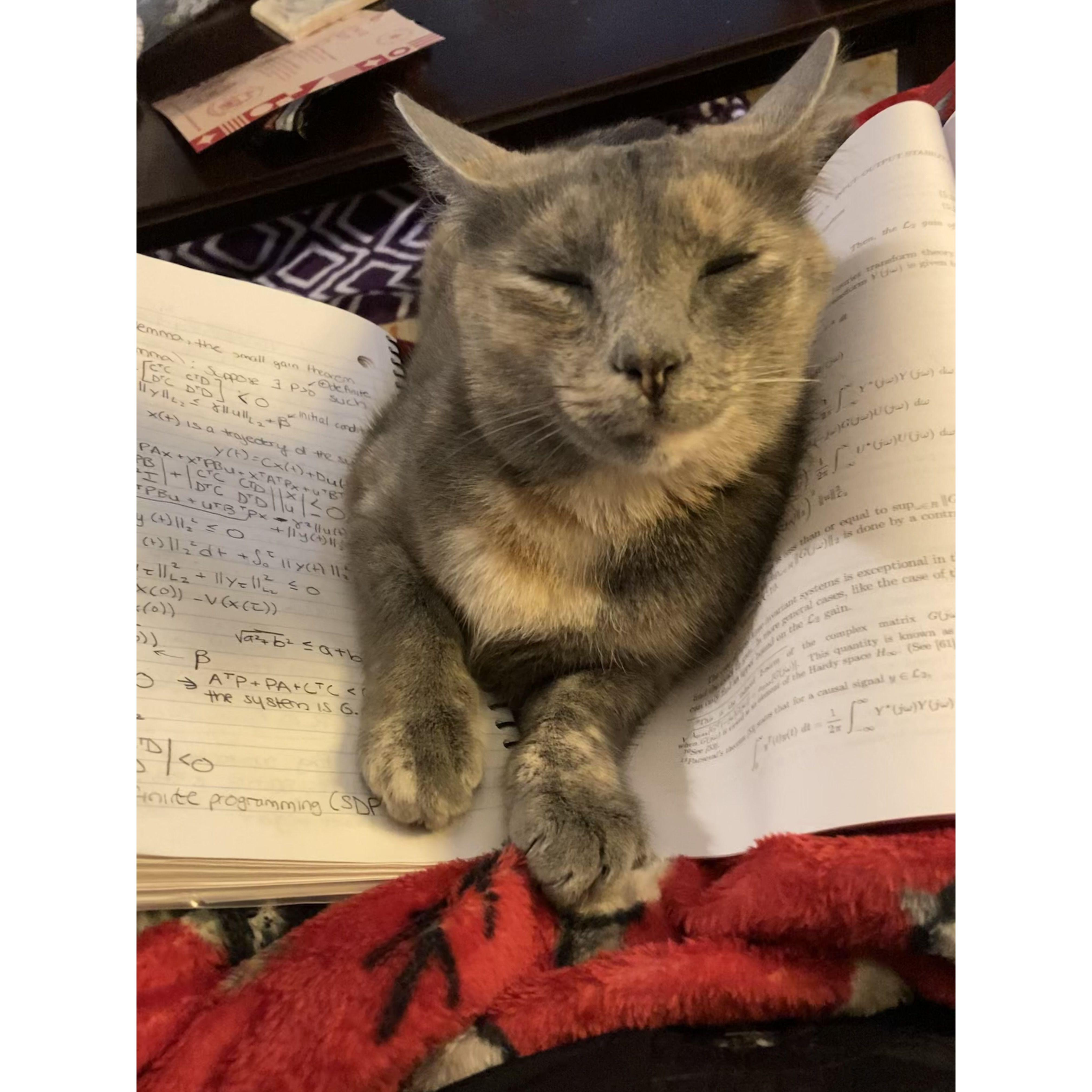 Our little homework buddy!