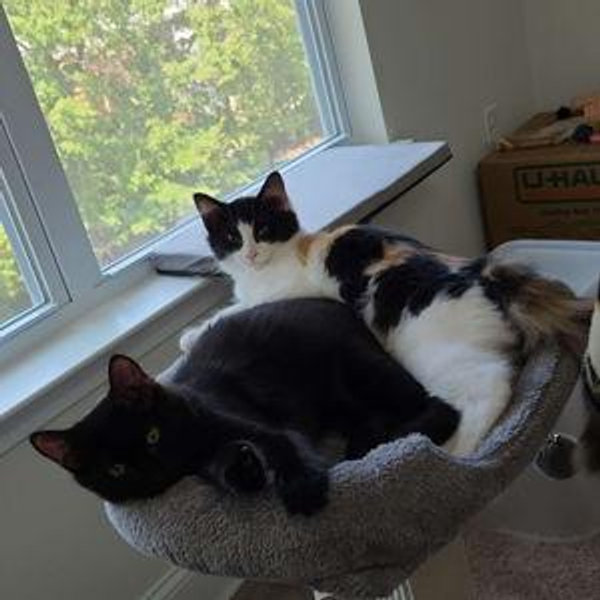 Cat Strollers