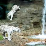 Busch Gardens Tampa Bay