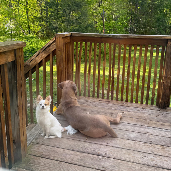 Our Pet Toy Fund