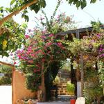 Cretan Olive Oil Farm