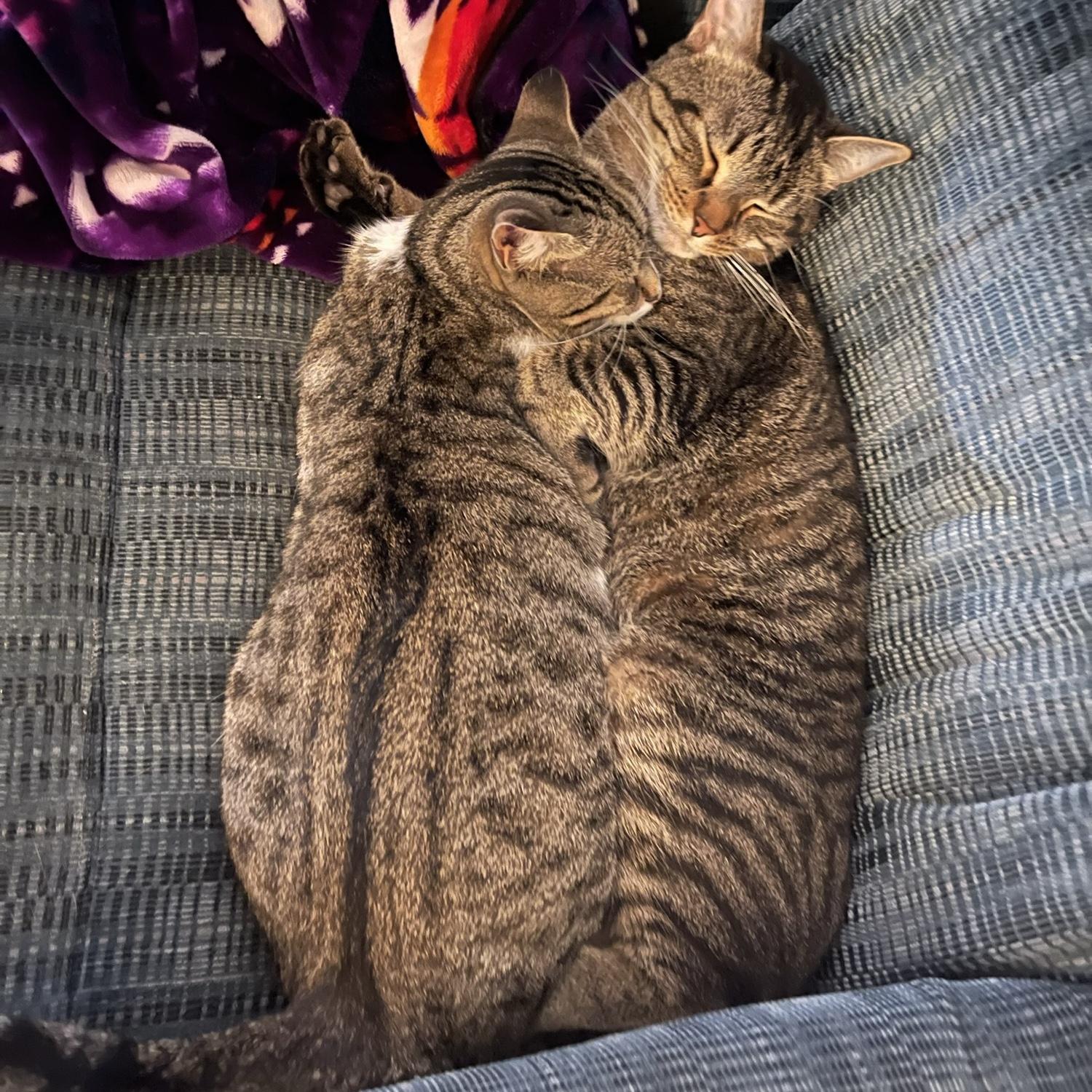 Cuddle bugs
