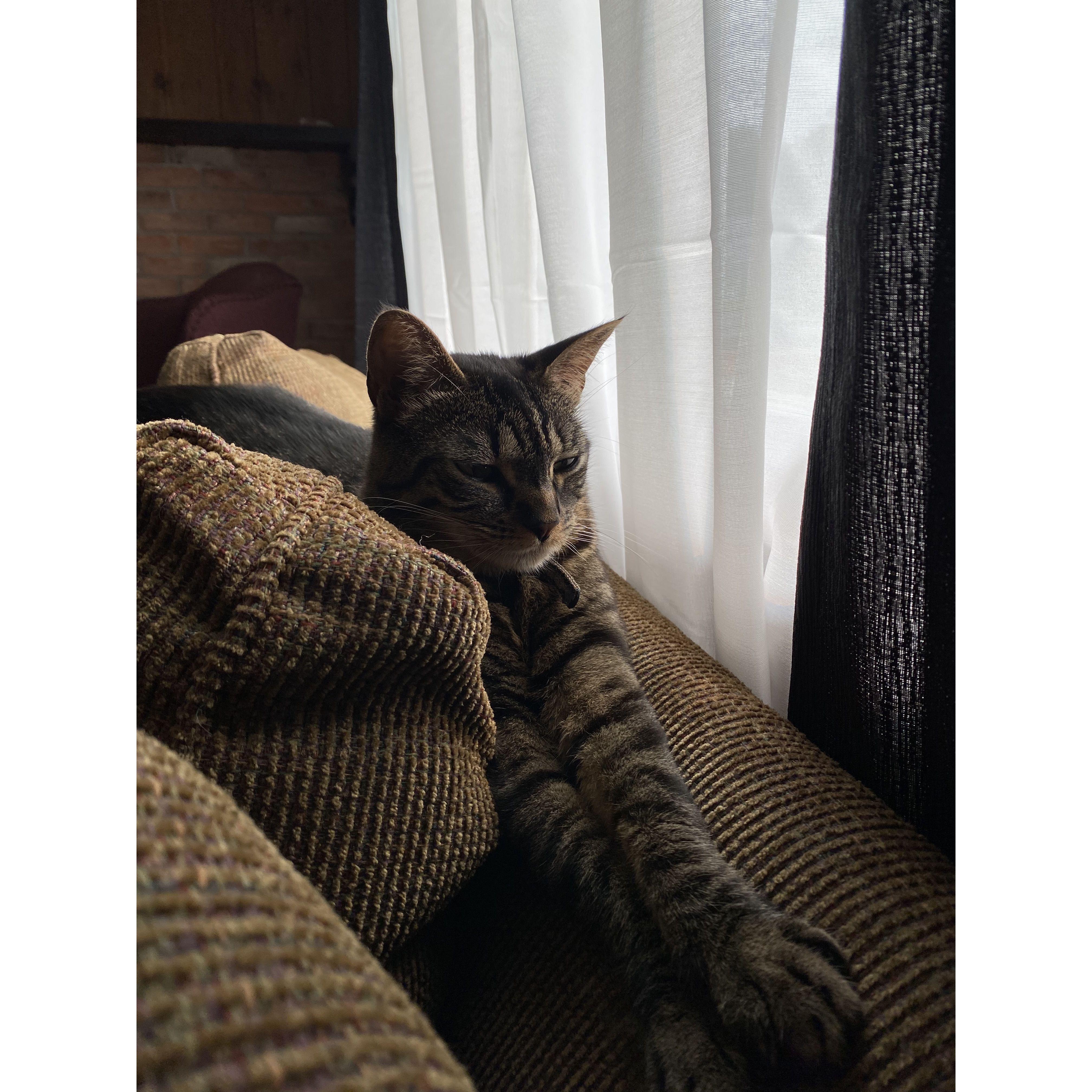 Punky in her favorite spot, besides Ricky's shoulder/neck.