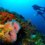Scuba Diving