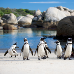 Boulders Beach