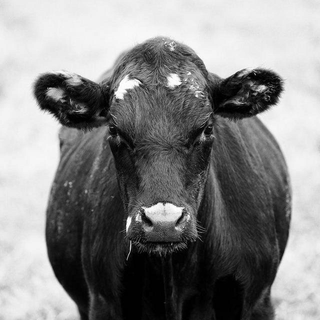 Cotton Cattle Farm Gift Card