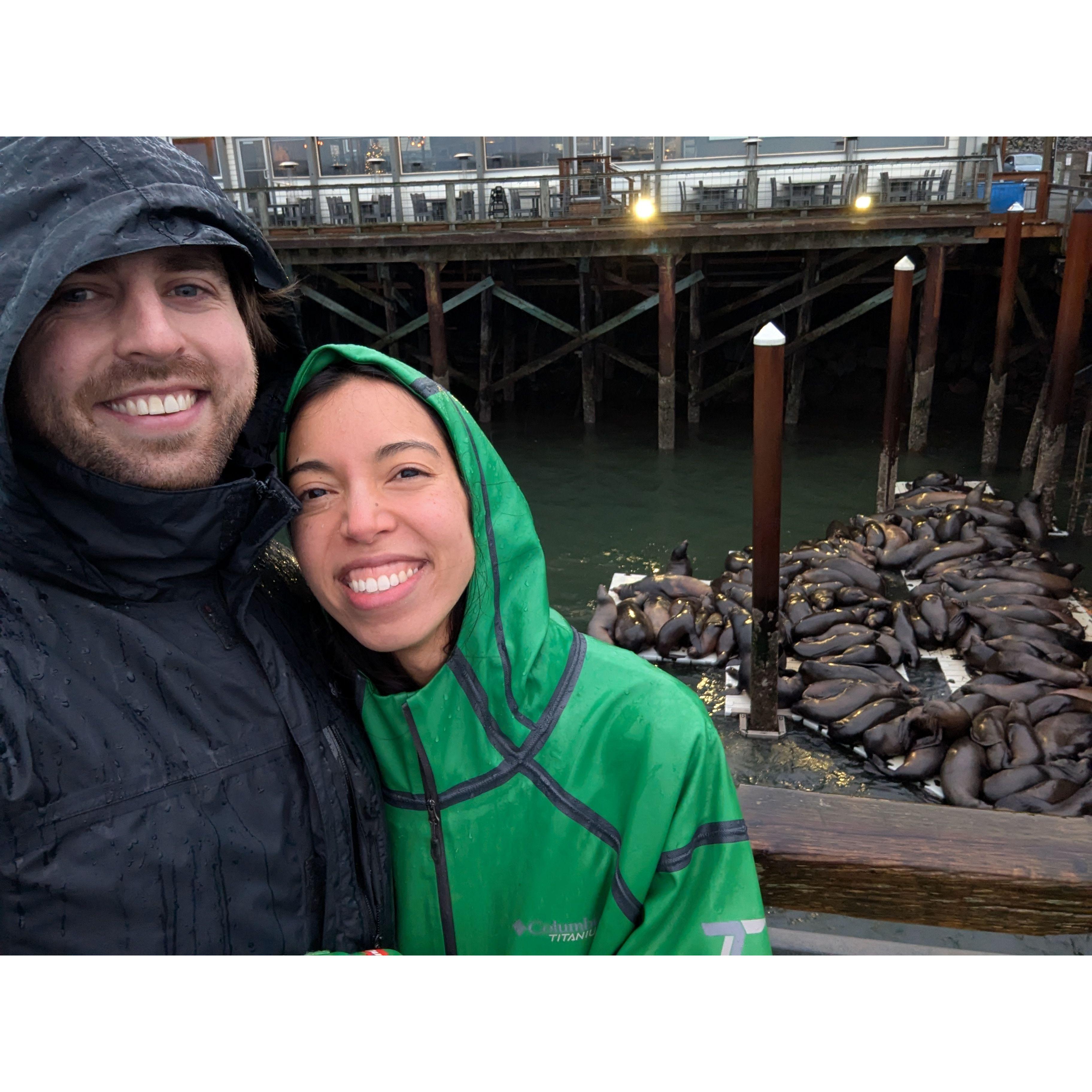 Newport sea lion spotting.