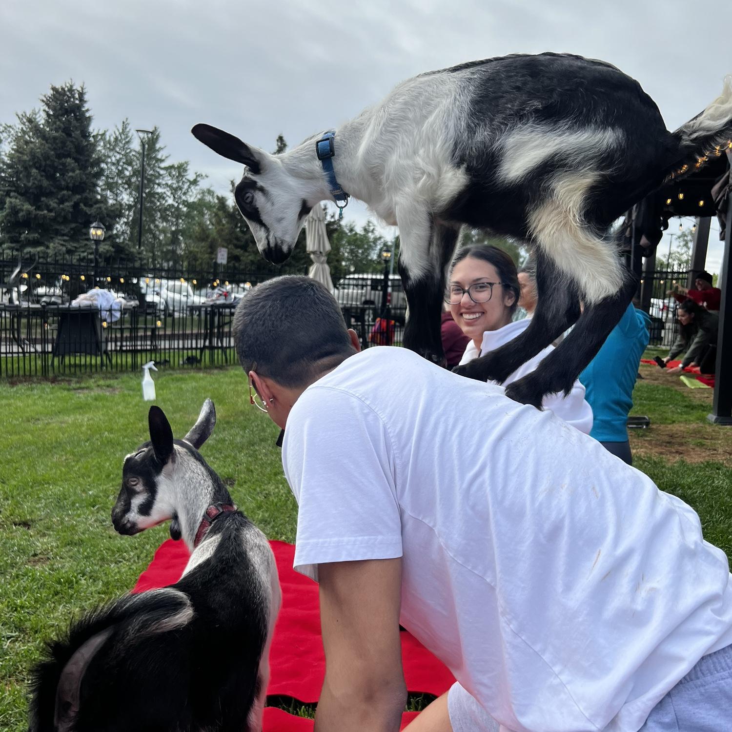 Goat Yoga!