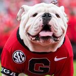 Pet Friendly Athens - it's a DAWG town!