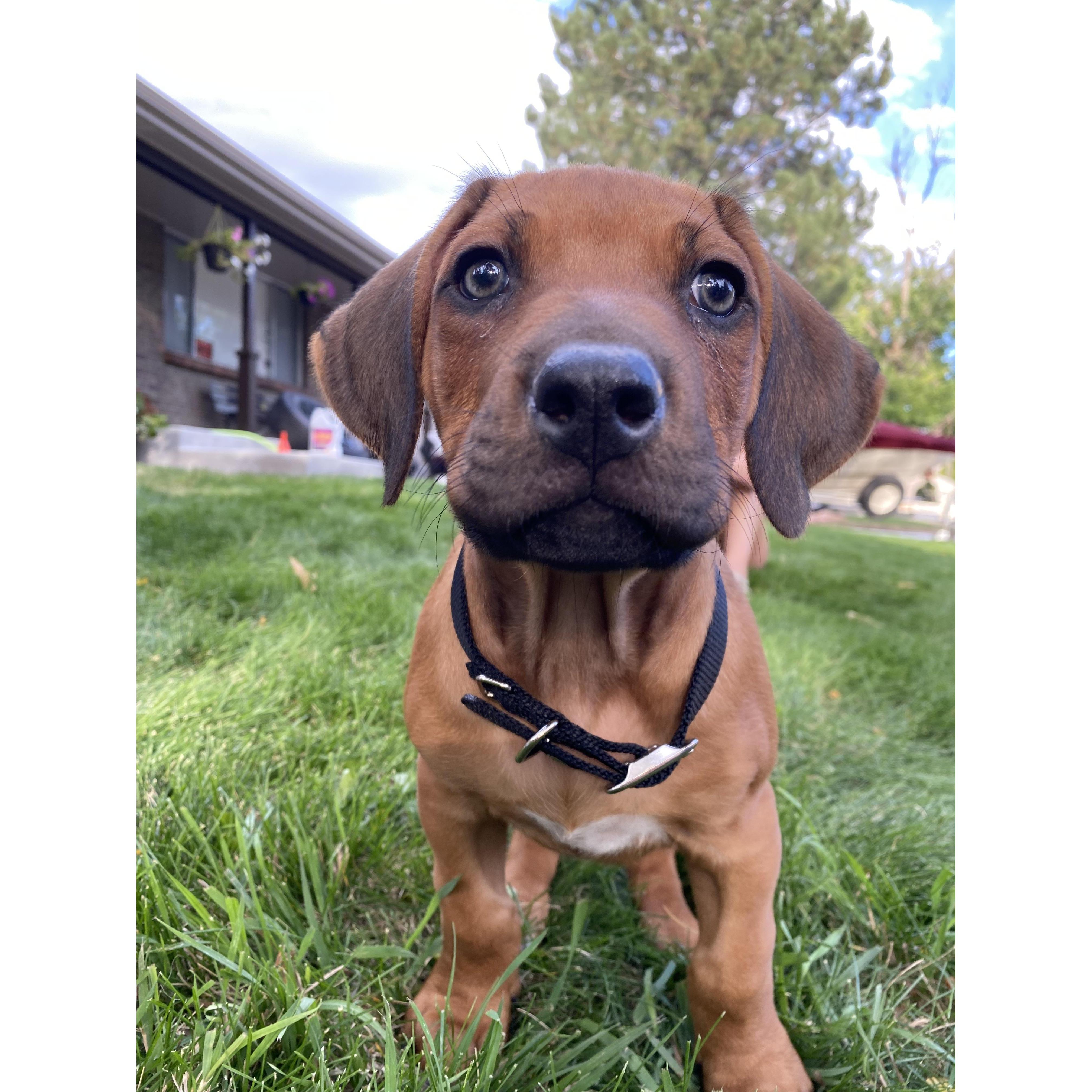 Olive's little brother, Henry, came home in September of this year.