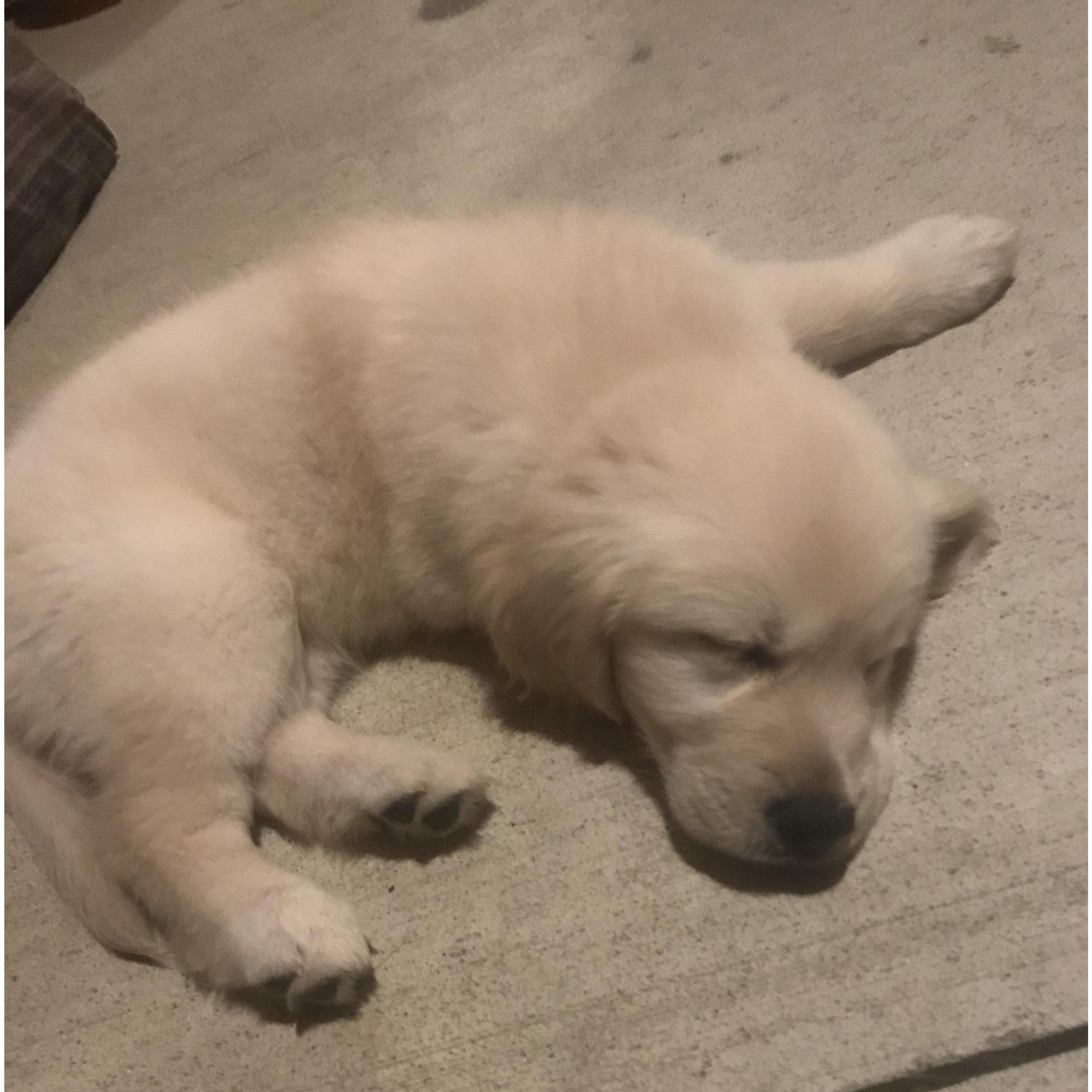 This is Ms. June. I drove down to North Carolina to pick her up two days before I proposed. Hannah was begging for a puppy, but I think I surprised her! June is an English Cream Golden Retriever.