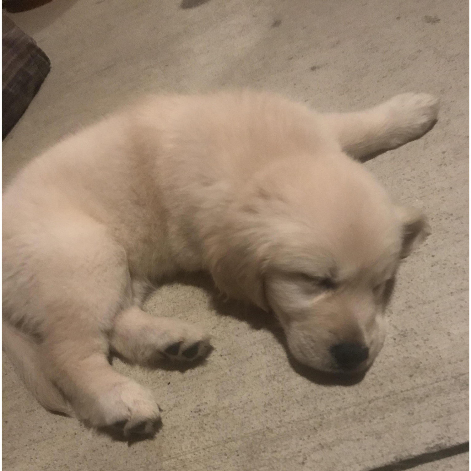 This is Ms. June. I drove down to North Carolina to pick her up two days before I proposed. Hannah was begging for a puppy, but I think I surprised her! June is an English Cream Golden Retriever.