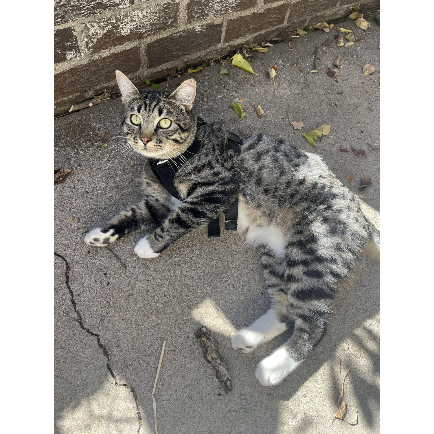 Louie with his harness on enjoying the patio!