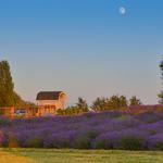 Jardin Du Soleil Lavender