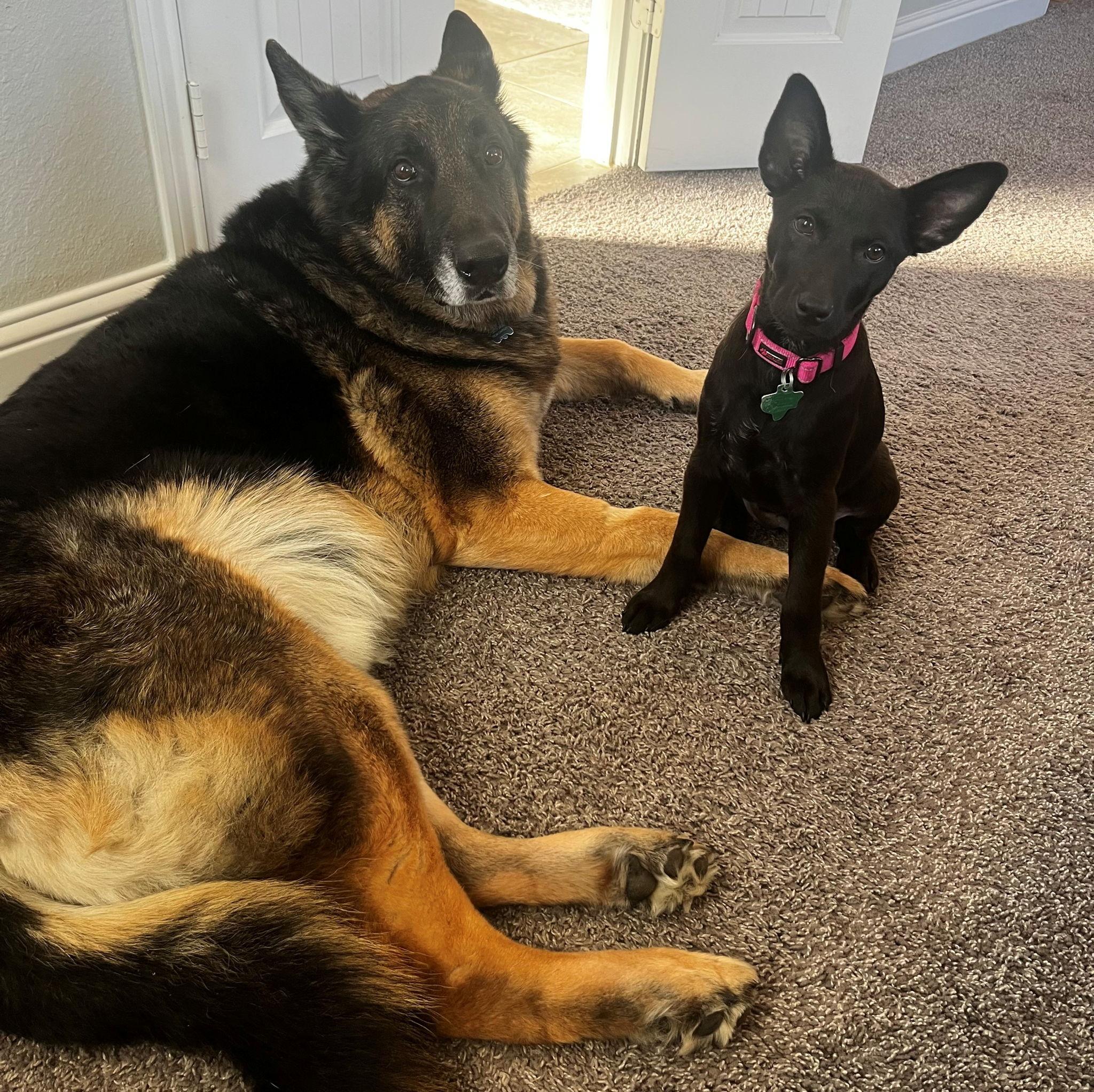 Meet Loki and Luna