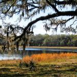 Withlacoochee State Forest