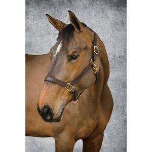 Dover Saddlery Classic Triple-Stitched Halter