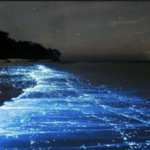 Bahía Bioluminiscente