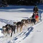 Dog Sledding (Woof!)