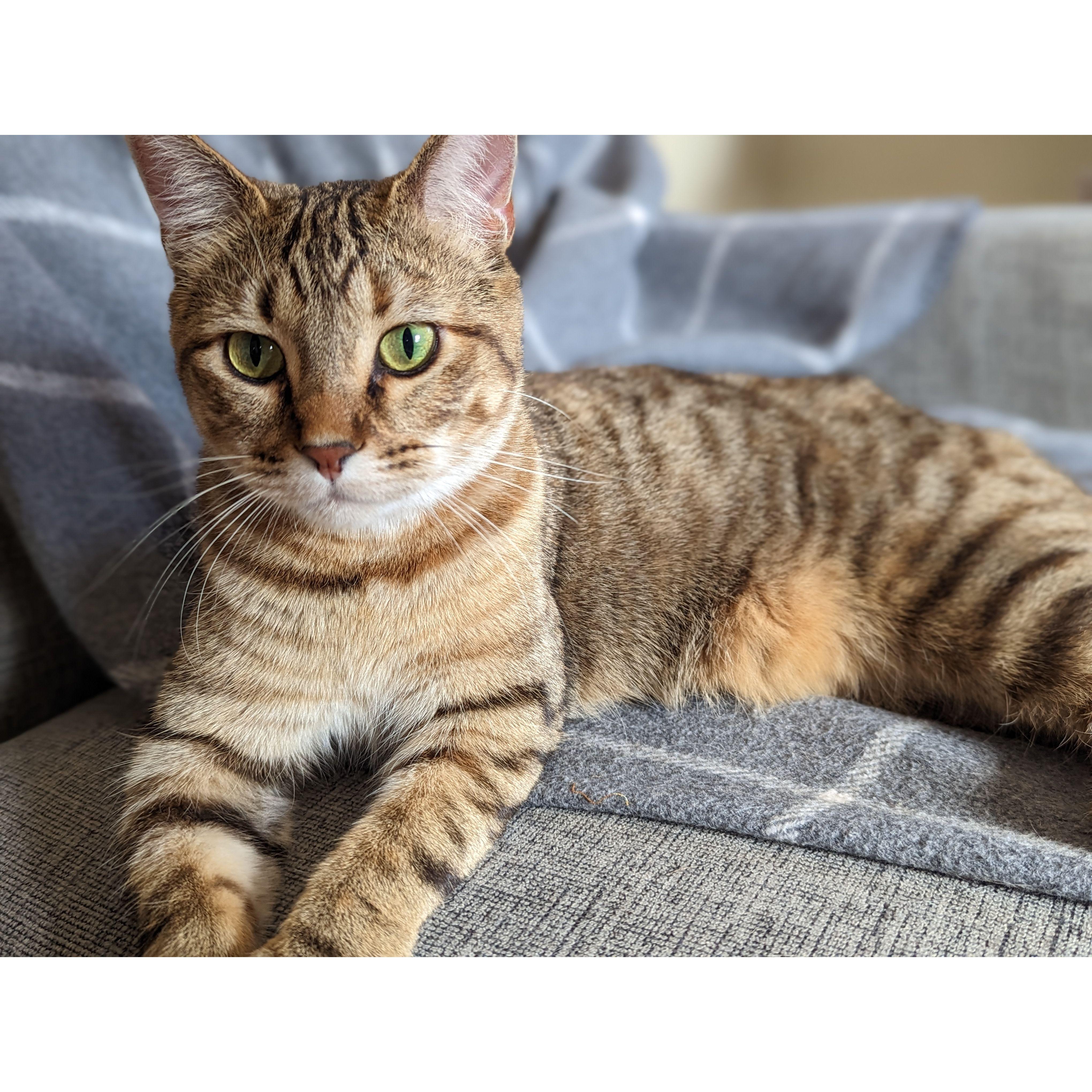 Belma, our alley rescue (who was pregnant). I told Ben he could name her in exchange for agreeing on us keeping her. Belma is the name of a Hop Variety (Beer stuff).