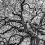 Angel Oak Tree