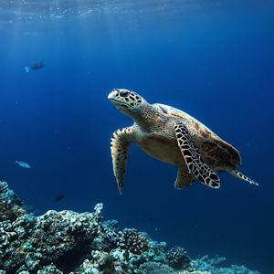 Shaka Kayaks Turtle Watching Tour