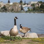 Lake Merritt