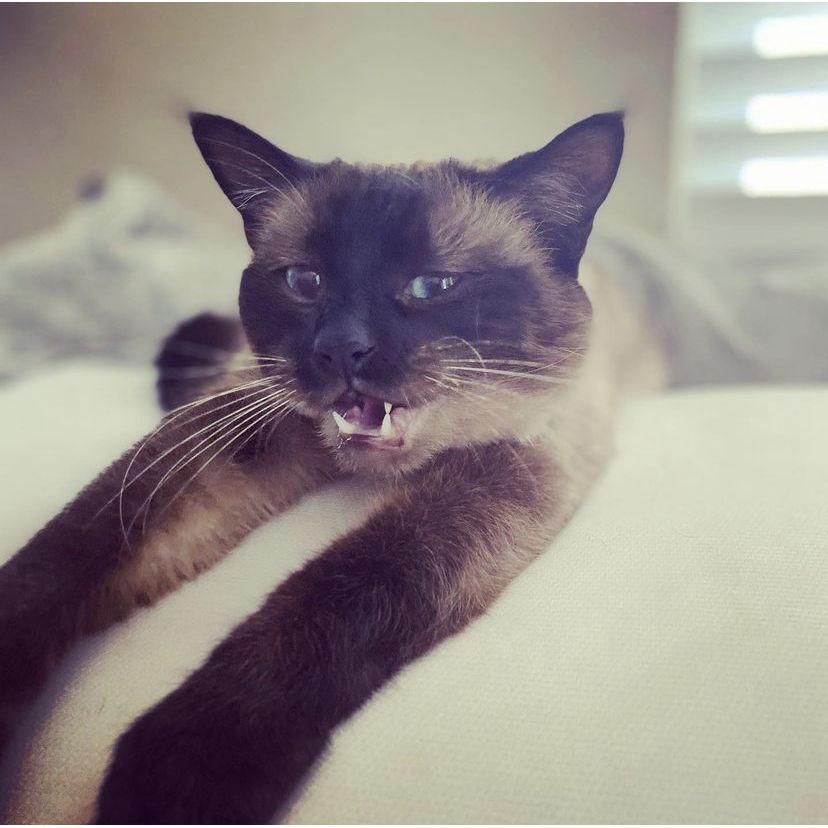 Allister Meowly