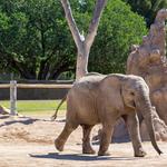 Reid Park Zoo