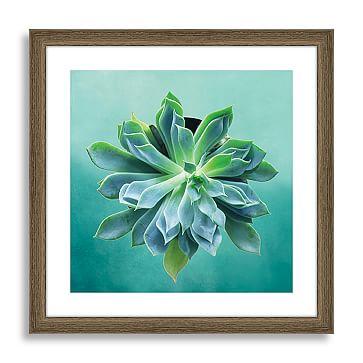 Minted for west elm - Pointed Succulent