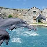Dolphin Quest Bermuda