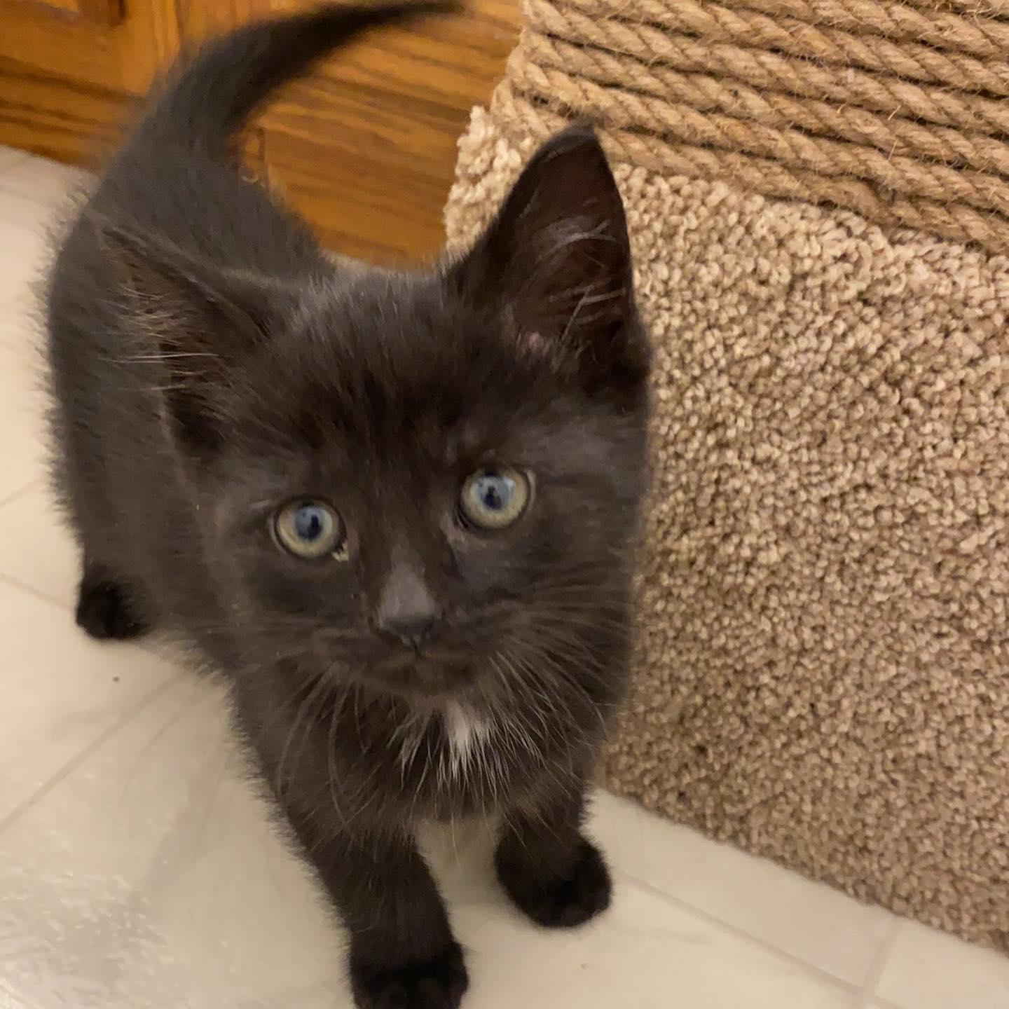 And when we adopted our first kitten together, our Domestic Medium hair: Salem!