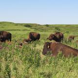 Tallgrass Prairie National Preserve