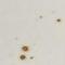 Speckled White