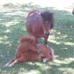 Quicksilver Ranch