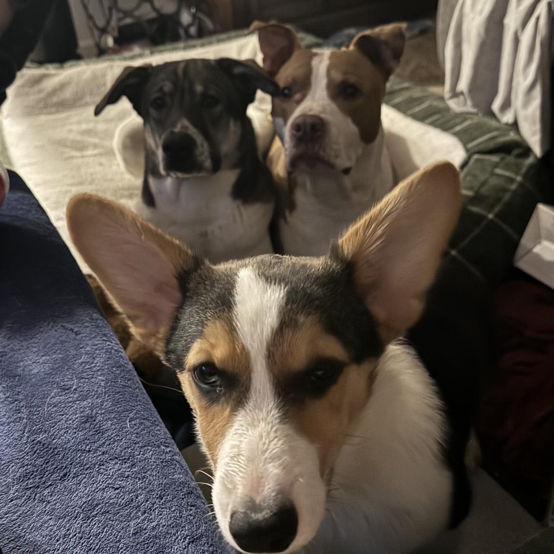Our Three pups Diesel (9 year old Pitbull) Luna (1 year old Akita) Loki (6 month old Corgi)