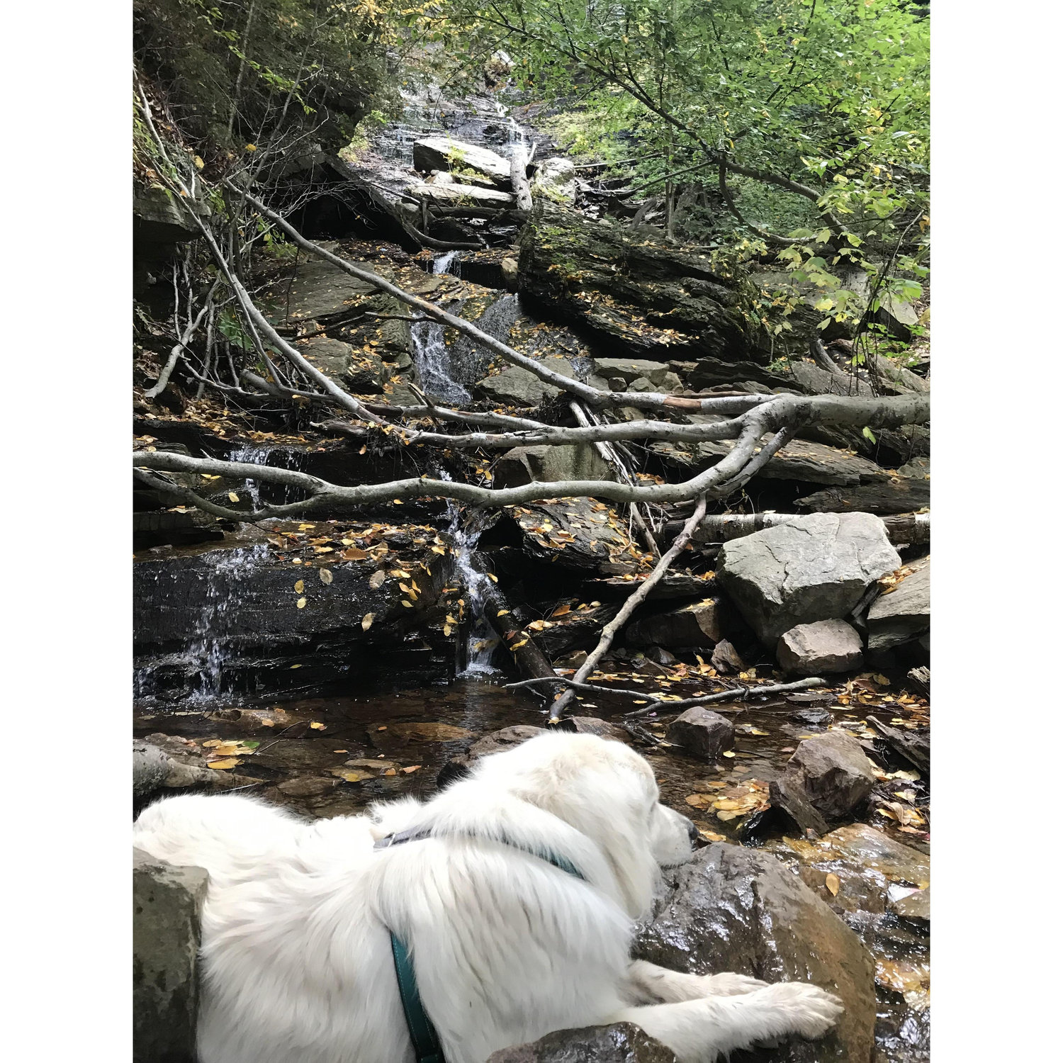 Cool down creek lay, Lye Brook Falls VT.