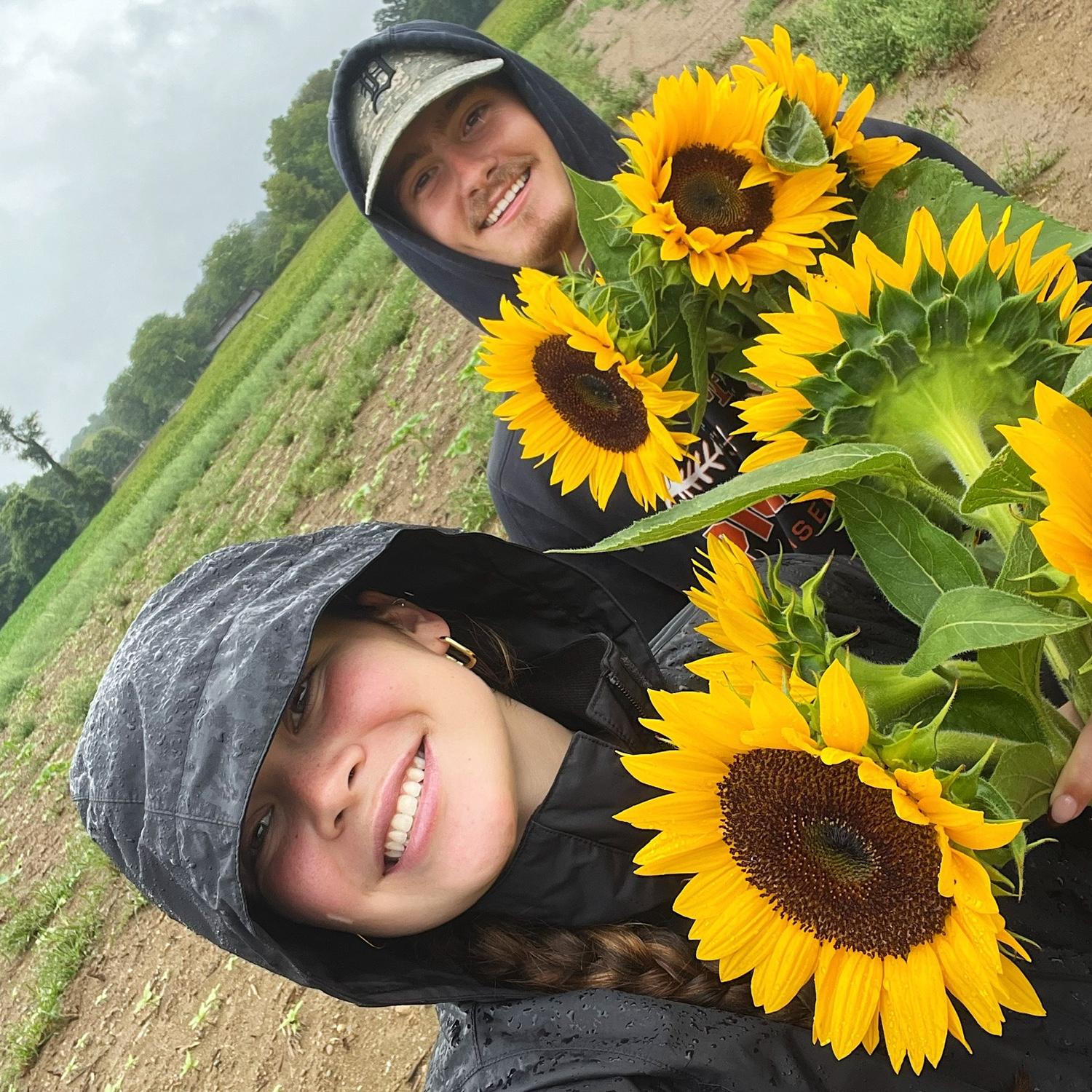 sunflower farm