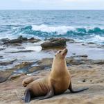 La Jolla Cove