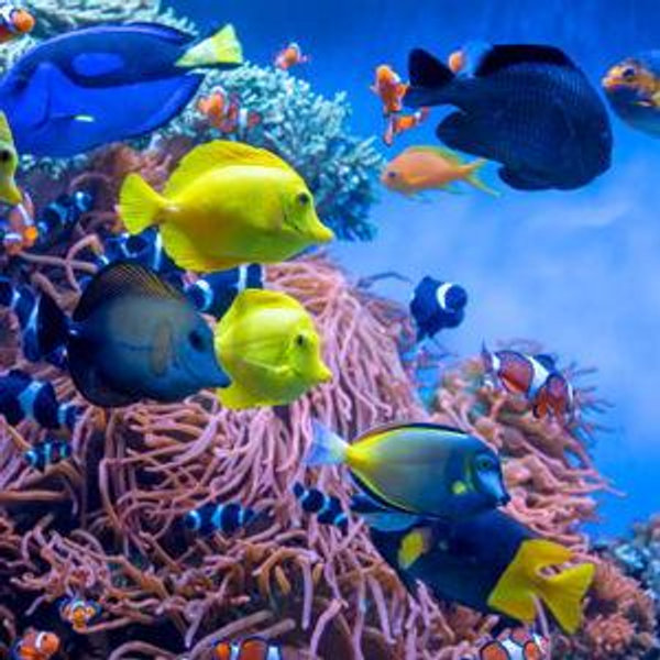 Jason & Natasha's Saltwater Aquarium Fund