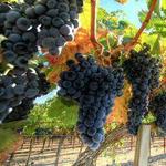Napa Valley