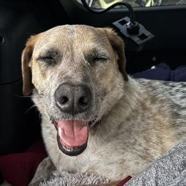 Our Pet Toy Fund