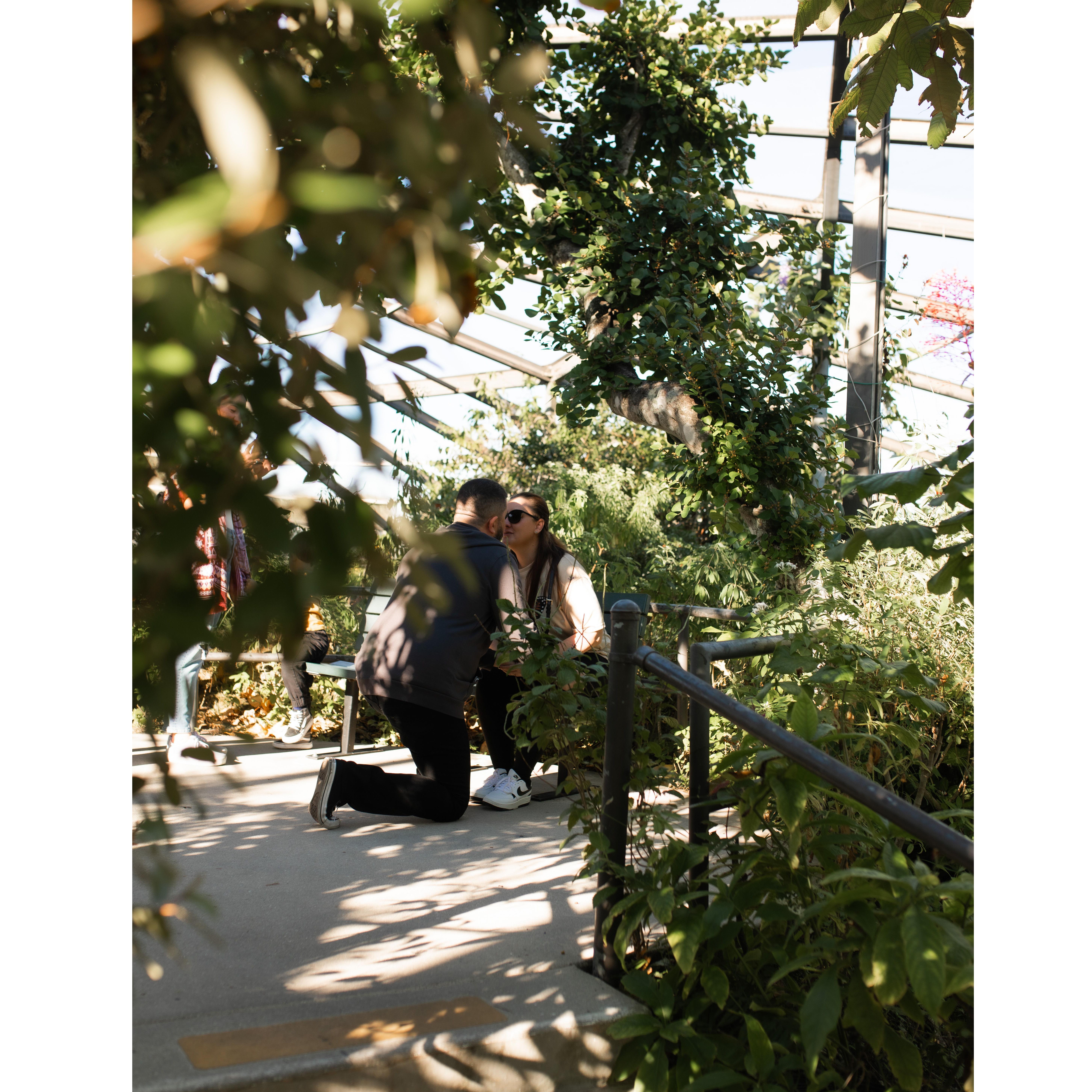 November 23, 2024- William popped the question at Butterfly World