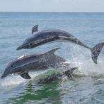 Rudee Dolphin Watching Tours