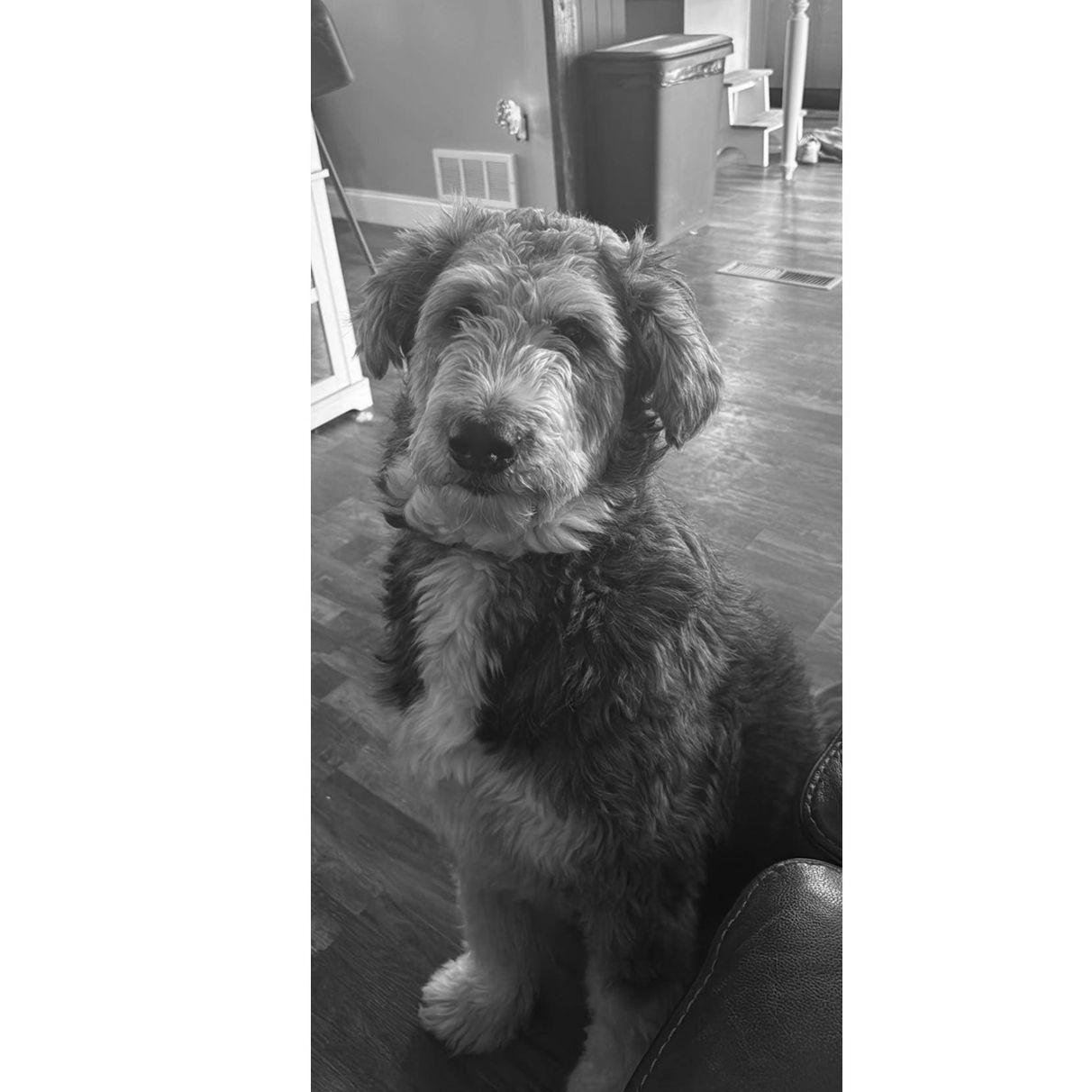 Our baby, Millie
