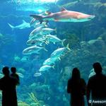 The Florida Aquarium