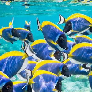Scuba Diving Certifications