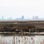 Forsythe Wildlife Refuge Brigantine